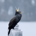 Week 3: Great Cormorant