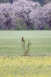 Week 16: Spring landscape with a buzzard