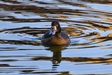 Week 20: Tufted duck